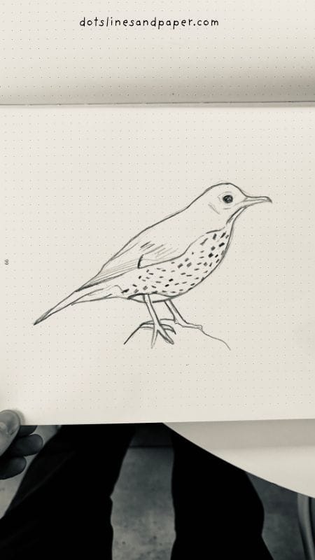  pencil drawing of a Thrush - easy & realistic bird drawing ideas in pencil