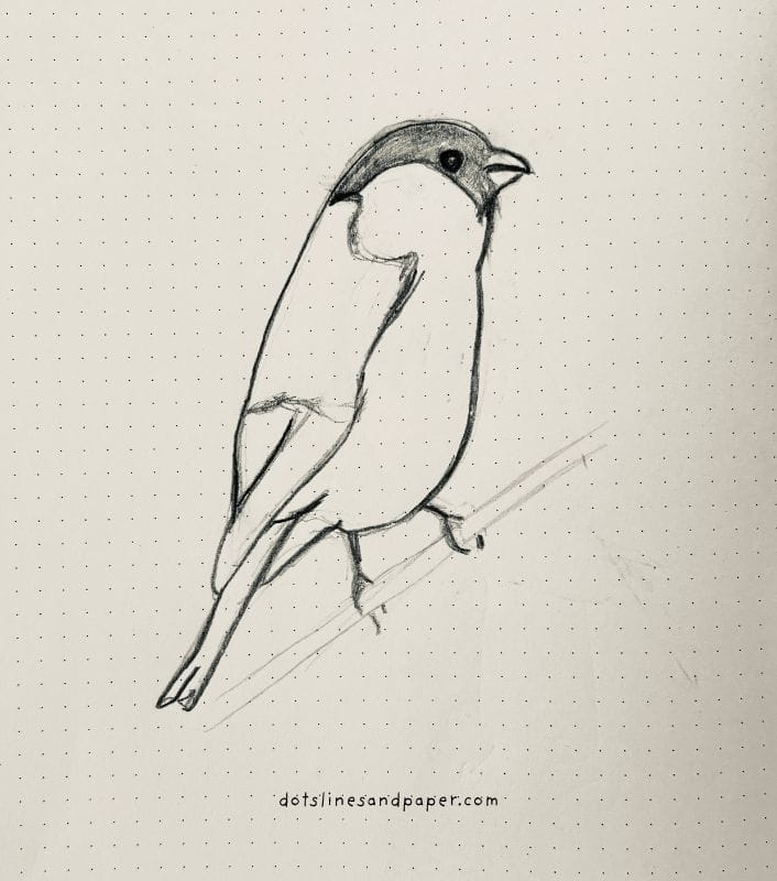  pencil drawing of a Bullfinch - easy & realistic bird drawing ideas in pencil
