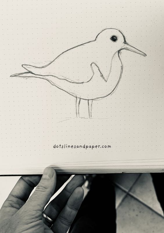  pencil drawing of a wading bird - easy & realistic bird drawing ideas in pencil
