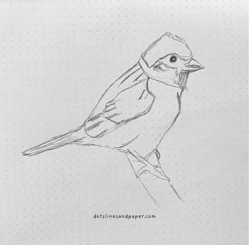 quick, easy & realistic bird drawing ideas in pencil