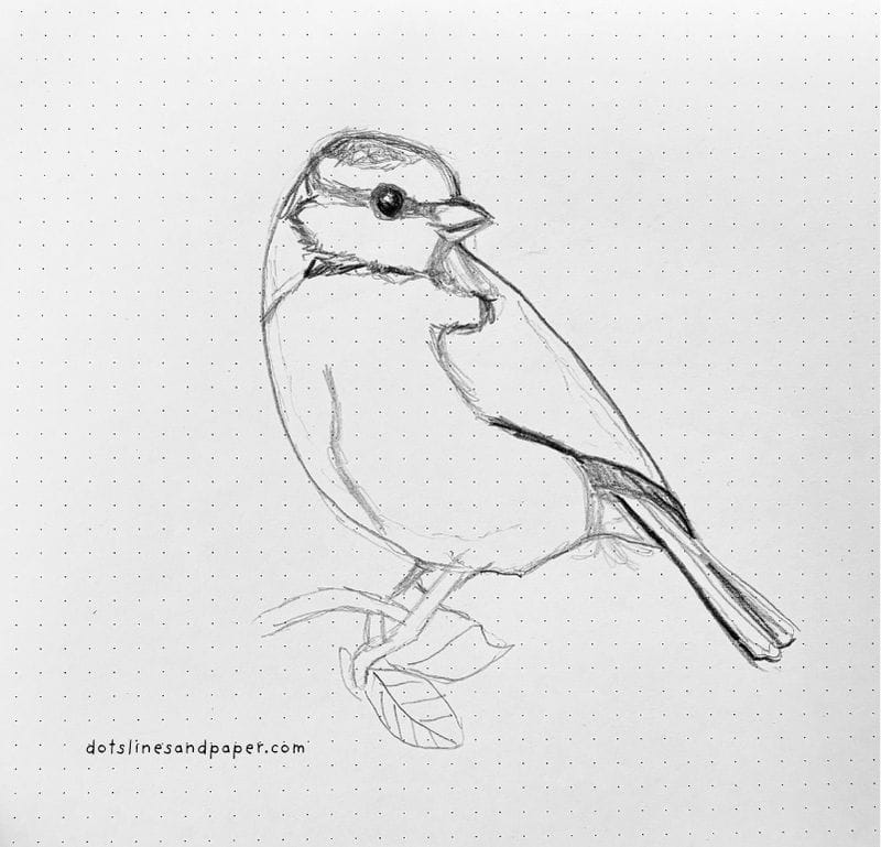  pencil drawing of a Bluetit - easy & realistic bird drawing ideas in pencil