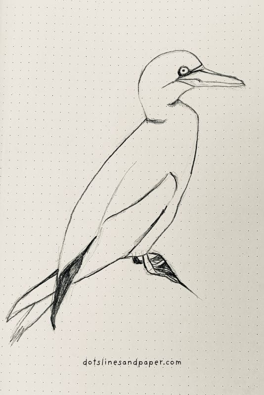  pencil drawing of a Cormorant - easy & realistic bird drawing ideas in pencil