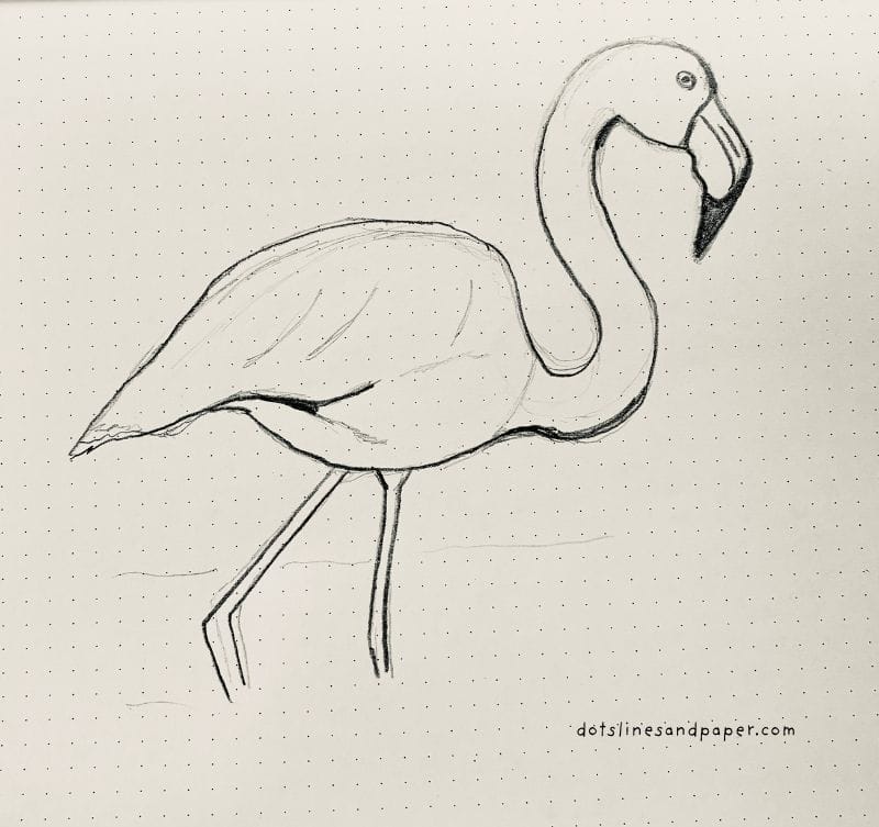  pencil drawing of a Flamingo - easy & realistic bird drawing ideas in pencil