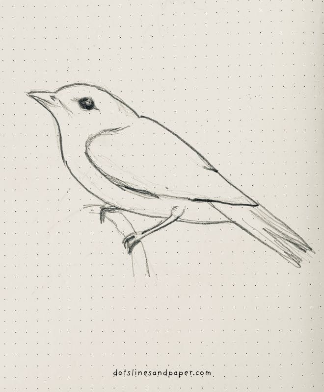  pencil drawing of a Garden Warbler - easy & realistic bird drawing ideas in pencil
