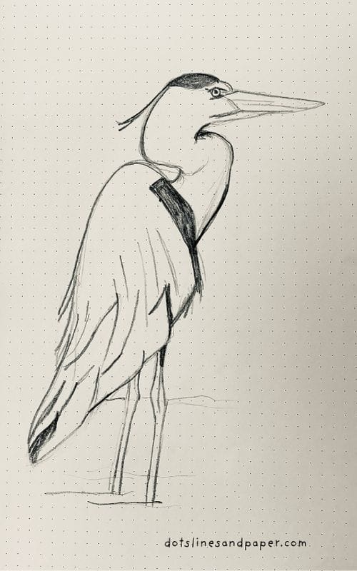  pencil drawing of a Heron - easy & realistic bird drawing ideas in pencil