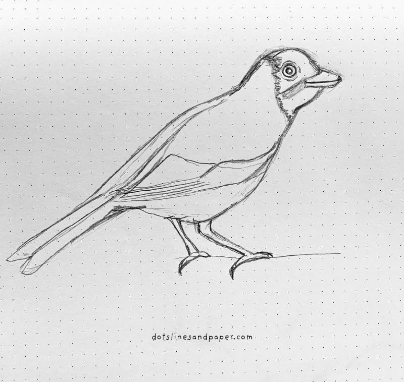  pencil drawing of a Jay bird - easy & realistic bird drawing ideas in pencil