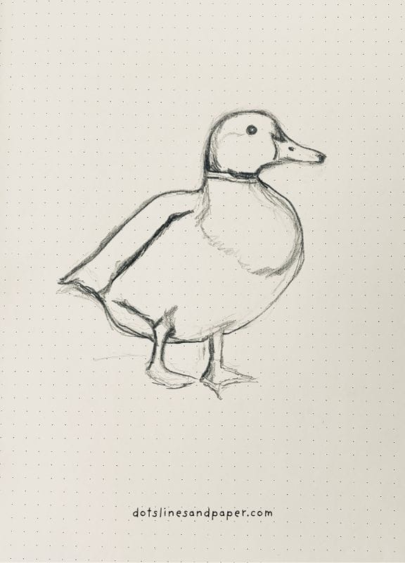  pencil drawing of a Duck - easy & realistic bird drawing ideas in pencil