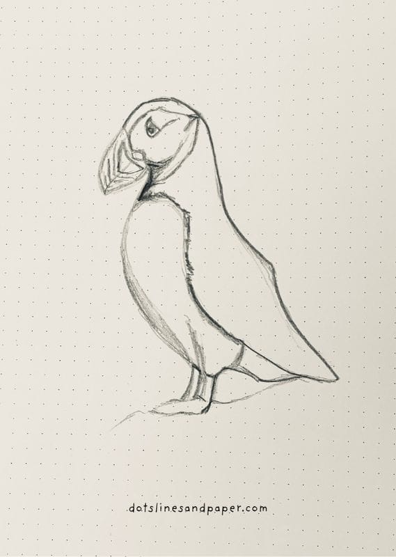  pencil drawing of a Puffin - easy & realistic bird drawing ideas in pencil