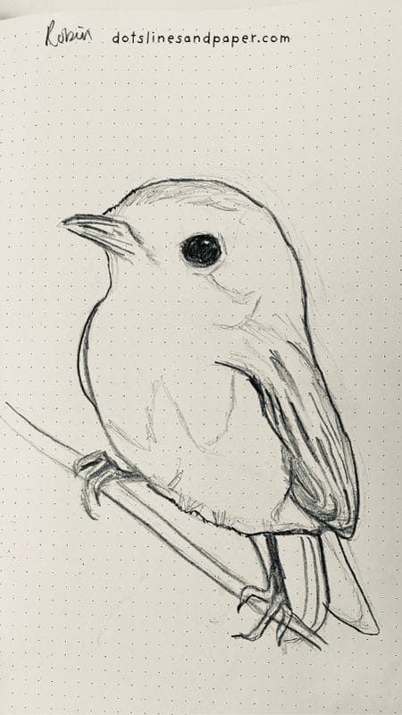  pencil drawing of a Robin - easy & realistic bird drawing ideas in pencil