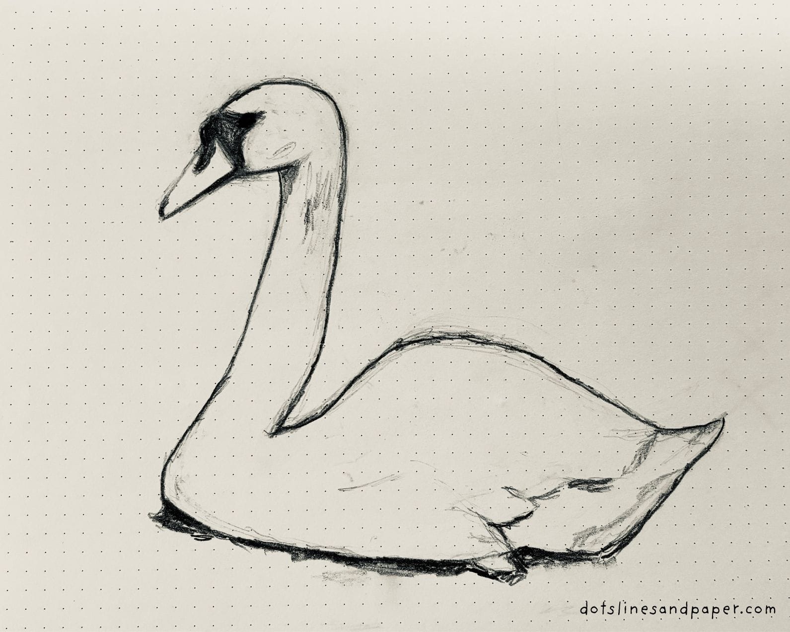 pencil drawing of a Swan - easy & realistic bird drawing ideas in pencil